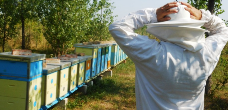 Nije vic: Lopovi u Modriči ukrali košnice sa pčelama