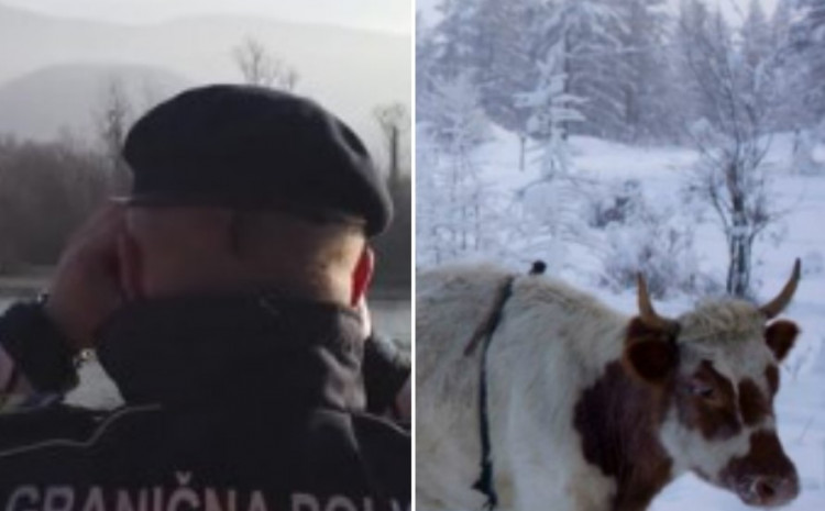 Granični policajci i SIPA spriječili šverc krava iz Srbije
