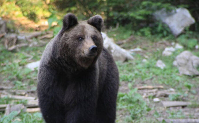 Bosanska Kostajnica: Medvjed se već treću noć gosti medom iz košnica Zdravka Jovanića