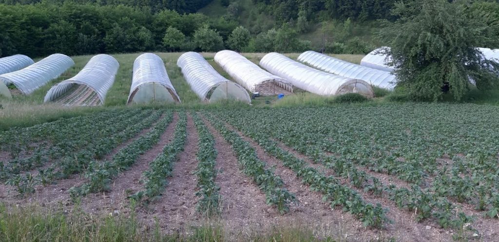 Porodica Muhović iz Goražda među najvećim poljoprivrednim proizvođačima Porodica Muhović iz Goražda među najvećim poljoprivrednim proizvođačima