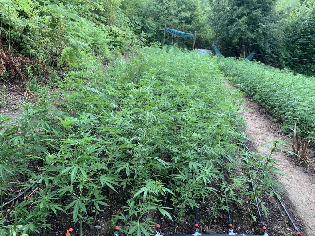 Akcija "Eskobar": Policija upala na plantažu marihuane, četiri osobe uhapšene Akcija "Eskobar": Policija upala na plantažu marihuane, četiri osobe uhapšene