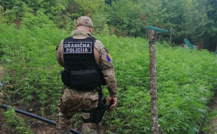 Akcija "Eskobar": Policija upala na plantažu marihuane, četiri osobe uhapšene Akcija "Eskobar": Policija upala na plantažu marihuane, četiri osobe uhapšene