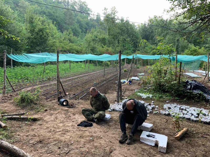 Akcija "Eskobar": Policija upala na plantažu marihuane, četiri osobe uhapšene Akcija "Eskobar": Policija upala na plantažu marihuane, četiri osobe uhapšene