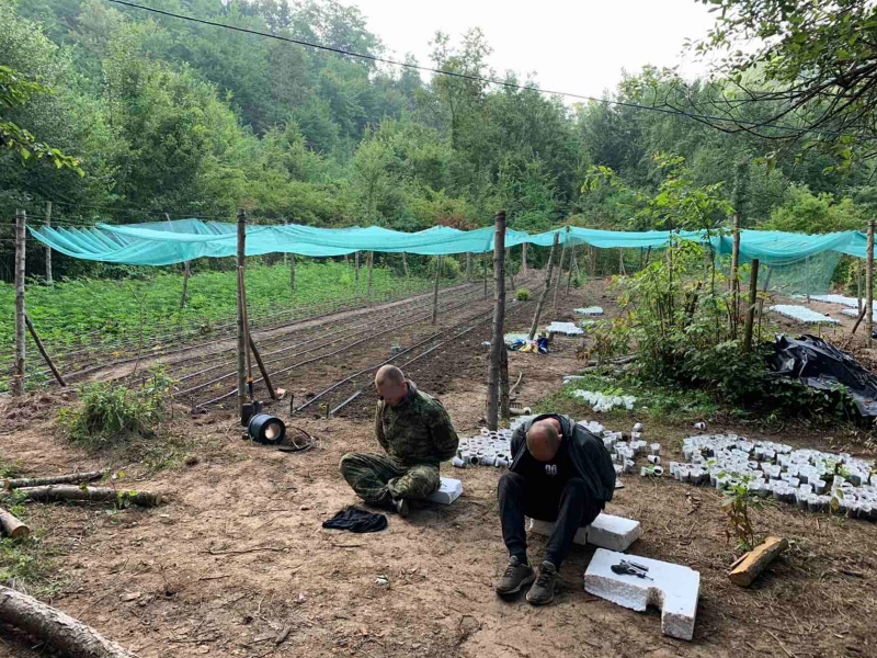 Akcija "Eskobar": Policija upala na plantažu marihuane, četiri osobe uhapšene