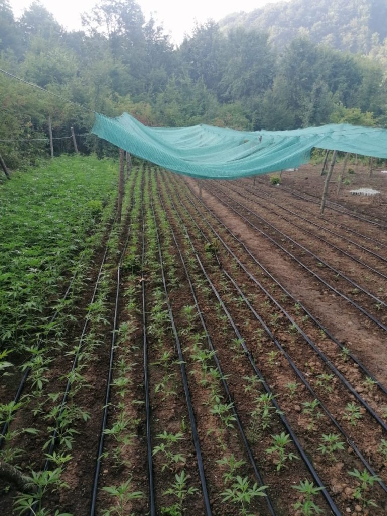 Akcija "Eskobar": Policija upala na plantažu marihuane, četiri osobe uhapšene Akcija "Eskobar": Policija upala na plantažu marihuane, četiri osobe uhapšene