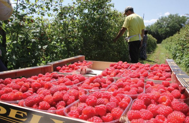 Cijena maline ruši rekorde