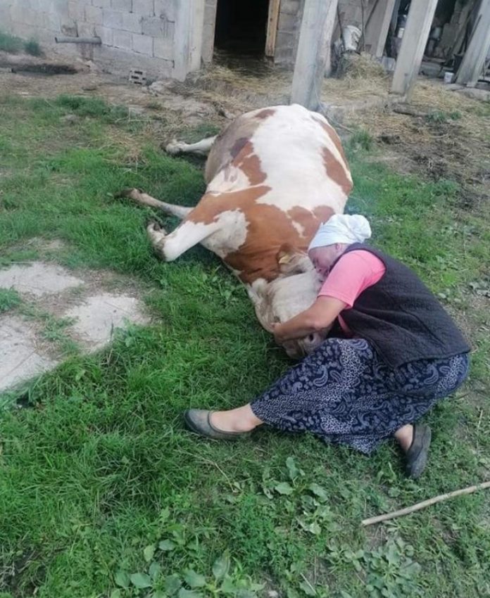 Tužna fotografija: Semki Šabić uginula krava, dobri ljudi pritekli u pomoć