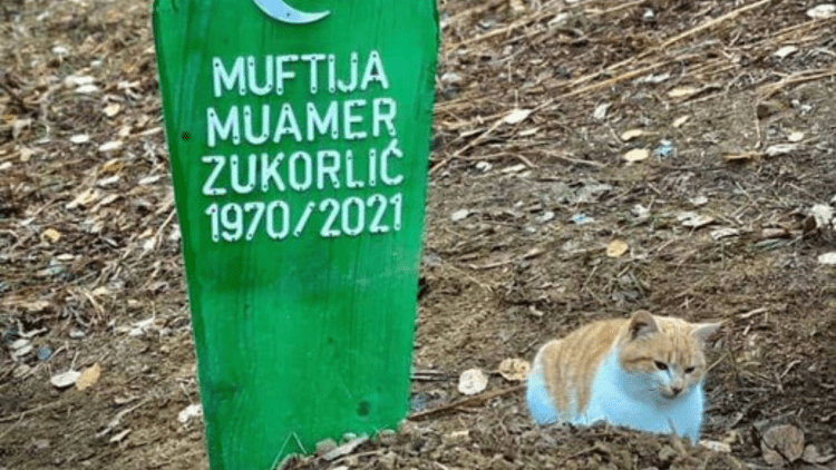 Mačak preminulog muftije Zukorlića ne ide od njegovog mezara ni po najvećoj kiši (VIDEO)