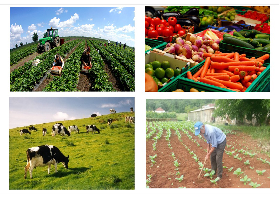 Tešanj: Isplata općinskih poticaja poljoprivredi