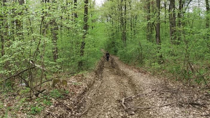 Tragedija kod Teslića: Na šumara palo drvo, poginuo na mjestu