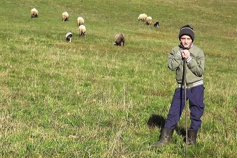 Dječak Adnan džeparac troši kako bi proširio svoje stado ovaca, njegova priča oduševila regiju