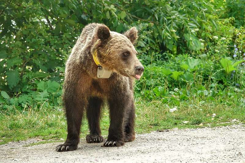 U FBiH počele aktivnosti na unapređenju suživota divljih zvijeri i ljudi U FBiH počele aktivnosti na unapređenju suživota divljih zvijeri i ljudi