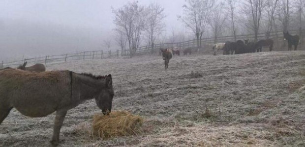 Farmeri primorani da smanjuju broj grla zbog poskupljenja stočne hrane￼