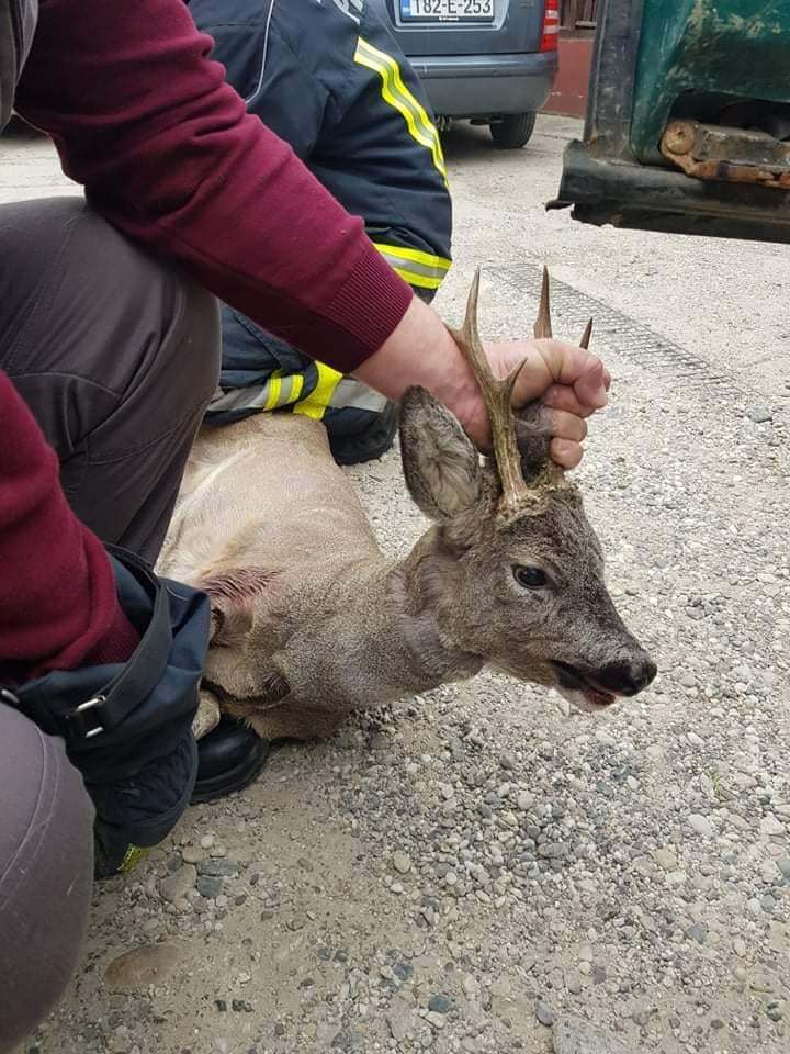 Humana intervencija tuzlanskih vatrogasaca: Spasili mladog srndaća u centru grada Humana intervencija tuzlanskih vatrogasaca: Spasili mladog srndaća u centru grada