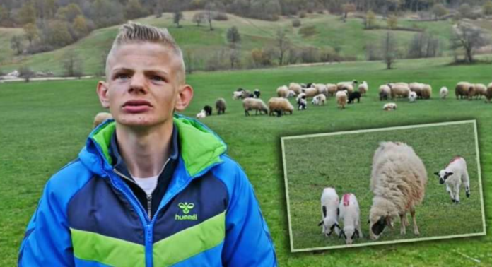 Najmlađi ovčar u BiH: “Kakva Njemačka, neka ide ko hoće, čuvat ću ovce do kraja života" Najmlađi ovčar u BiH: “Kakva Njemačka, neka ide ko hoće, čuvat ću ovce do kraja života"