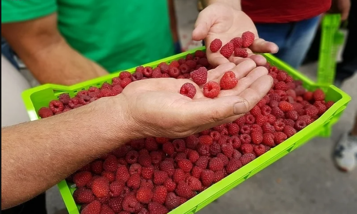 OTKUPNA CIJENA MALINA ĆE BITI 6,80KM?