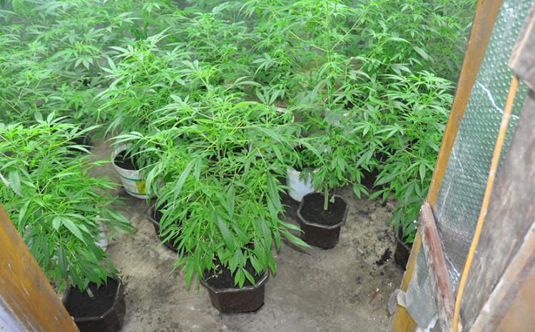 U Zenici uhapšen diler: Pronađeni spid i 40 saksija marihuane