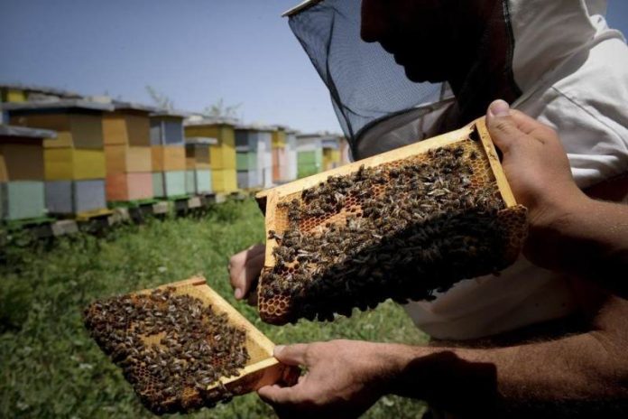 Pčelari u BiH zadovoljni: Meda nikad više, cijene idu i do 25 KM po kilogramu