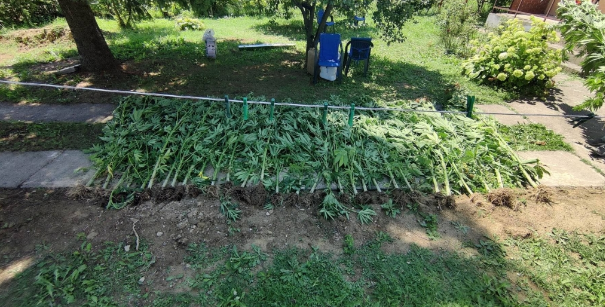 AKCIJA POLICIJE U DOBOJU: PRONAĐENA PLANTAŽA KONOPLJE, ODUZETE VEĆE KOLIČINE DROGE AKCIJA POLICIJE U DOBOJU: PRONAĐENA PLANTAŽA KONOPLJE, ODUZETE VEĆE KOLIČINE DROGE