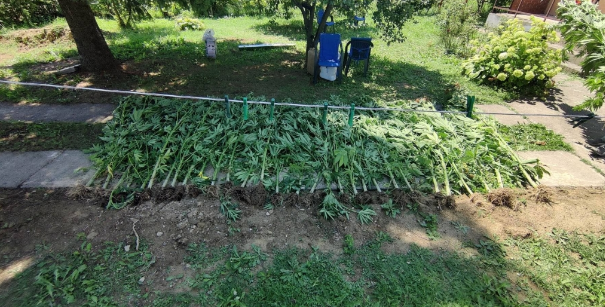 AKCIJA POLICIJE U DOBOJU: PRONAĐENA PLANTAŽA KONOPLJE, ODUZETE VEĆE KOLIČINE DROGE