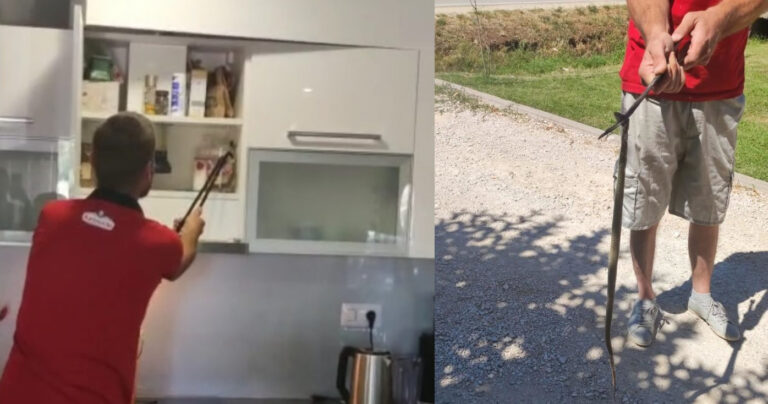 HERCEGOVKA ČISTILA KUHINJU, PA U NAPI PRONAŠLA ŽIVU ZMIJU DUGU SKORO METAR HERCEGOVKA ČISTILA KUHINJU, PA U NAPI PRONAŠLA ŽIVU ZMIJU DUGU SKORO METAR