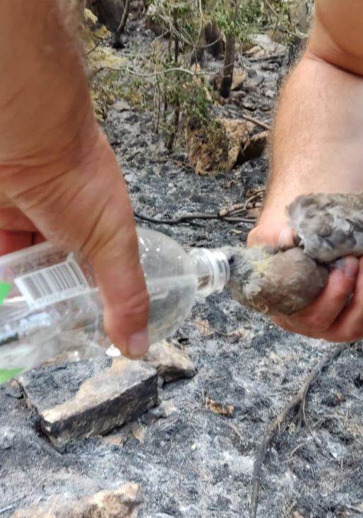 Ptica na Blidinju "pozirala" sa bh. vatrogascima koji su joj spasili život Ptica na Blidinju "pozirala" sa bh. vatrogascima koji su joj spasili život