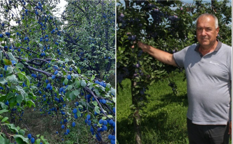 Voćari iz Gradačca u velikim problemima: Šljive rodile, a berača nema