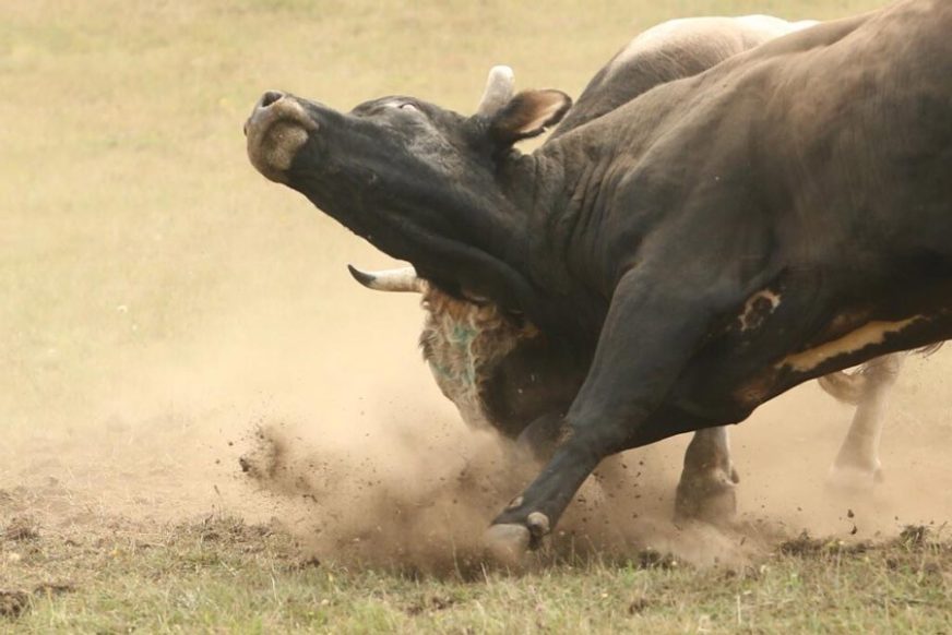 Prevarili domaćina za 24.000 KM: Banjalučani uzeli bikove i nisu ih platili