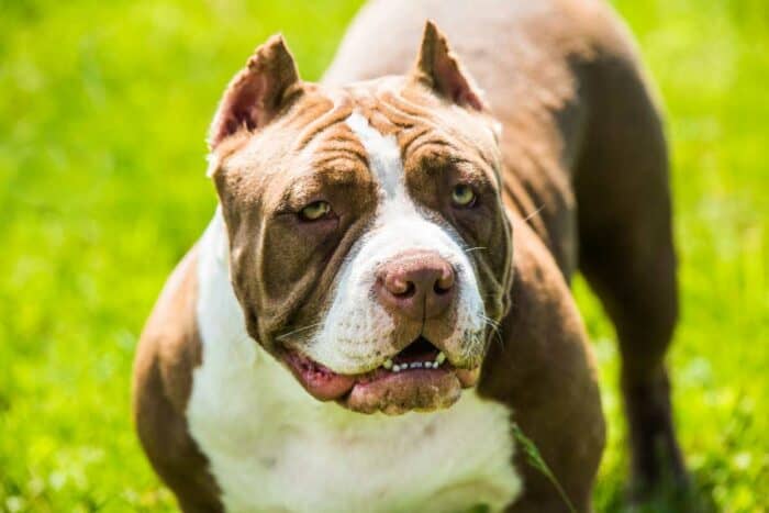 Novi detalji incidenta kod Teslića: Pit bul se nekoliko puta KIDAO SA LANCA i prelazio u dvorište kod komšija Novi detalji incidenta kod Teslića: Pit bul se nekoliko puta KIDAO SA LANCA i prelazio u dvorište kod komšija