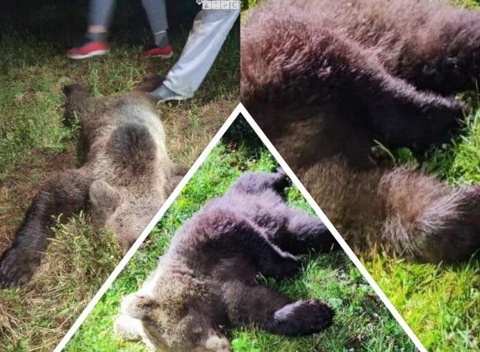 U ŽELJEZNOM POLJU MEDVJED NAPAO ČOBANINA I STADO OVACA U ŽELJEZNOM POLJU MEDVJED NAPAO ČOBANINA I STADO OVACA