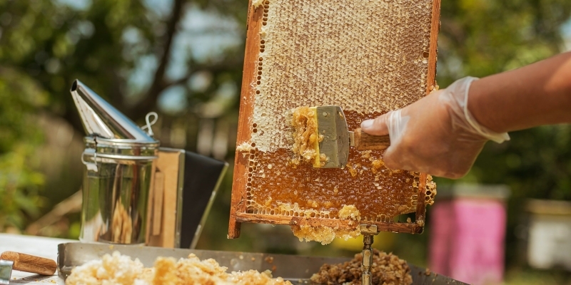 Pčelari zadovoljni godinom: Po košnici vađeno između 20 i 30 kilograma meda