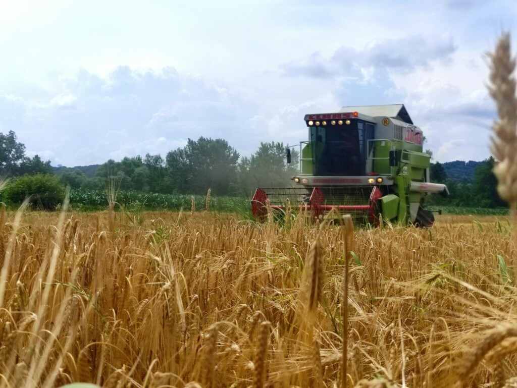 Teška jesen pred najvećom žitnicom u BiH: Uz nestašicu mlijeka i mesa skuplja će biti i pšenica Teška jesen pred najvećom žitnicom u BiH: Uz nestašicu mlijeka i mesa skuplja će biti i pšenica