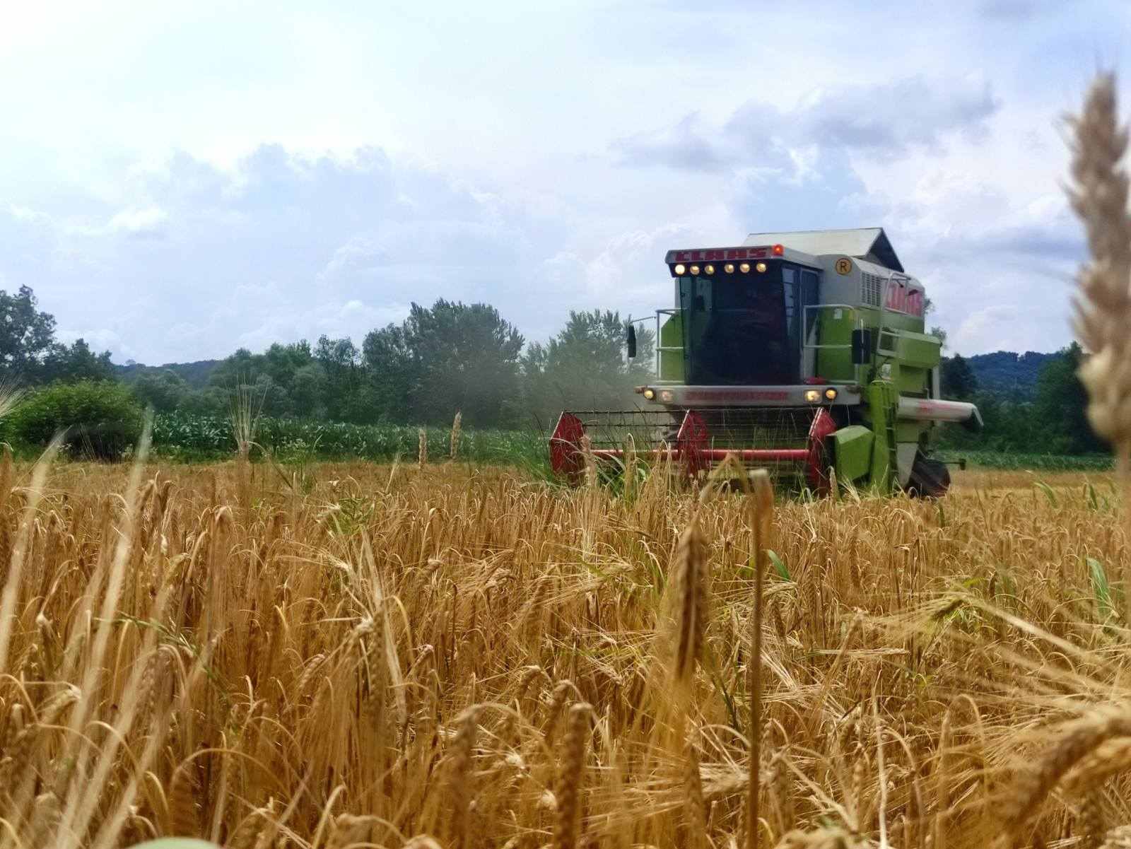 Teška jesen pred najvećom žitnicom u BiH: Uz nestašicu mlijeka i mesa skuplja će biti i pšenica