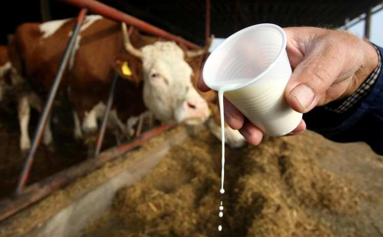 Proizvođači mlijeka iz Federacije i iz RS: Prijeti li nam nestašica mlijeka