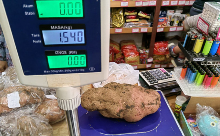 Radovan Tolimir bez konkurencije: Uzgojio najteži krompir od 1.540 grama