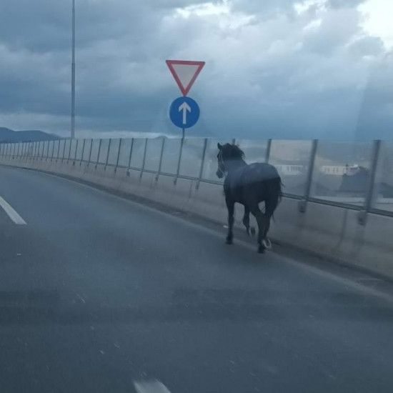 Nesvakidašnja situacija: Konj galopirao brzom cestom na Stupu Nesvakidašnja situacija: Konj galopirao brzom cestom na Stupu