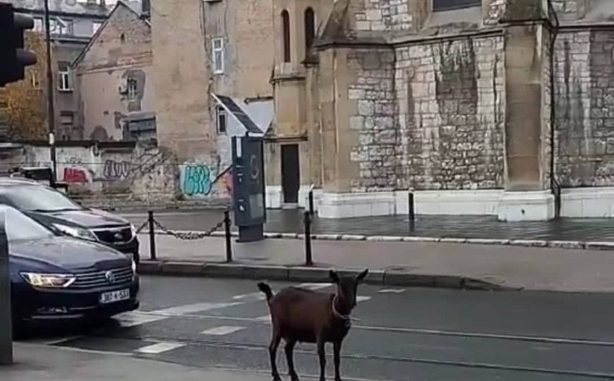 Ko je pustio kozu kod katedrale u Sarajevu: Sreća joj je da nije blizu Jablanica