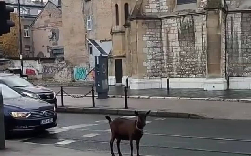 Ko je pustio kozu kod katedrale u Sarajevu: Sreća joj je da nije blizu Jablanica Ko je pustio kozu kod katedrale u Sarajevu: Sreća joj je da nije blizu Jablanica