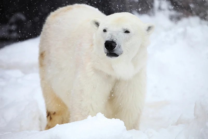 Polarni medvjed ubio ženu i dječaka u udaljenom selu na Aljasci