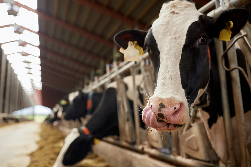 Pažnju svijeta privukla farma mlijeka iz BiH koja proizvodi struju iz životinjskih fekalija