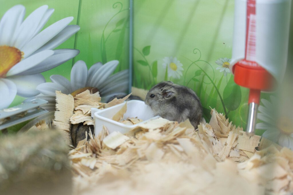 Pet City otvara novu poslovnicu u Importanne centru! Pet City otvara novu poslovnicu u Importanne centru!