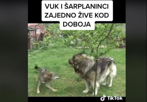 Neobični ljubimci žive u dvorištu porodice Tubić u Doboju