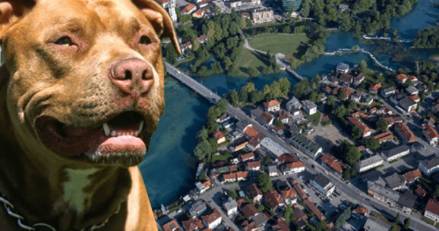Bihać: Dva pitbulla napala ženu, završila na hitnoj