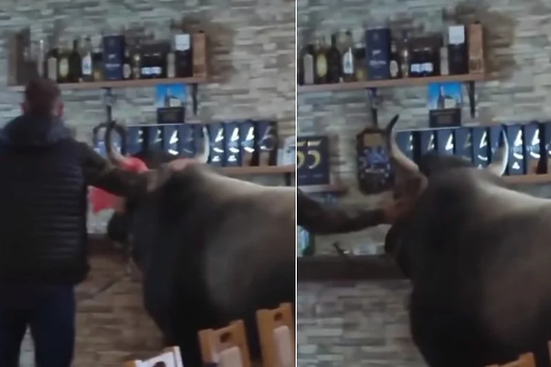Nesvakidašnja scena na području Manjače: Muškarci uveli bika u kafić pa ga doveli i za šank