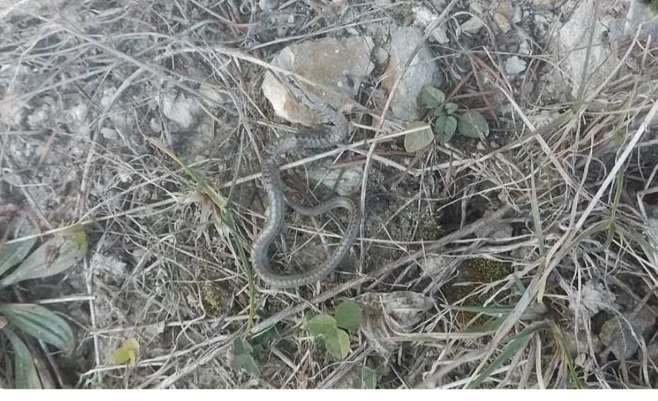 Neobičan prizor za naša područja: Zmija u februaru Neobičan prizor za naša područja: Zmija u februaru