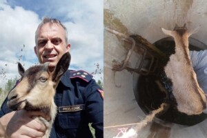 Dirljive scene: Ilidžanski vatrogasci iz bunara spasili mladunče koze